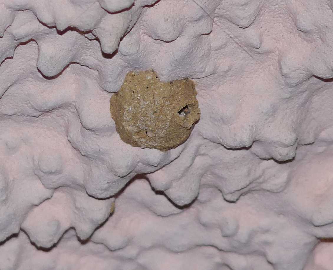 femmina di Sceliphron caementarium